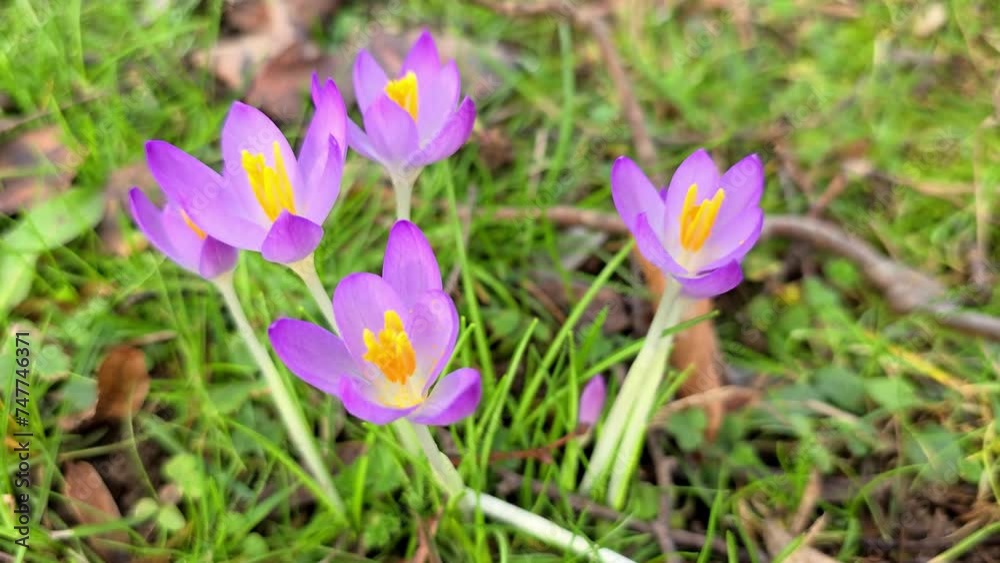 Spring crocus flowers in the forest. Early spring. Spring crocus flowers in the forest. Early spring.