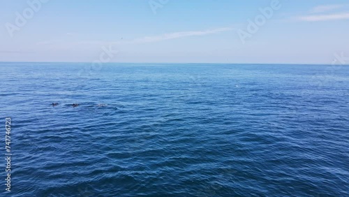 Low aerial shows pod of common dolphins swimming together along coastline photo