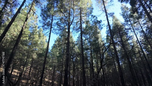 Beautiful view of the Canarian pine forest burned by fire and coming back to life. Gran Canaria, Tamadaba. photo