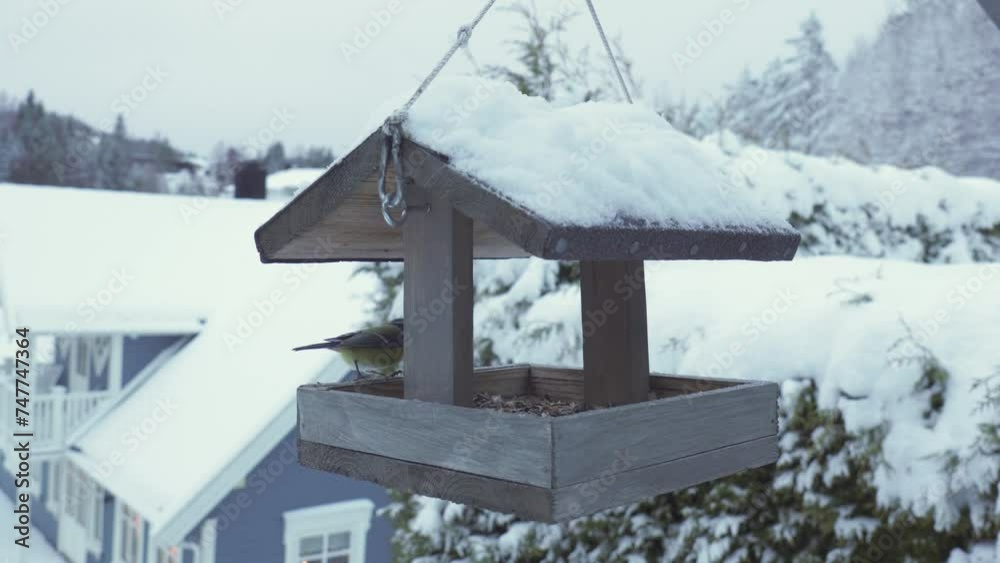 Flying Eurasian Blue Tit Bird Perched On Wooden House Bird Feeder Hanging Outdoors. Close-up Shot Flying Eurasian Blue Tit Bird Perched On Wooden House Bird Feeder Hanging Outdoors. Close-up Shot