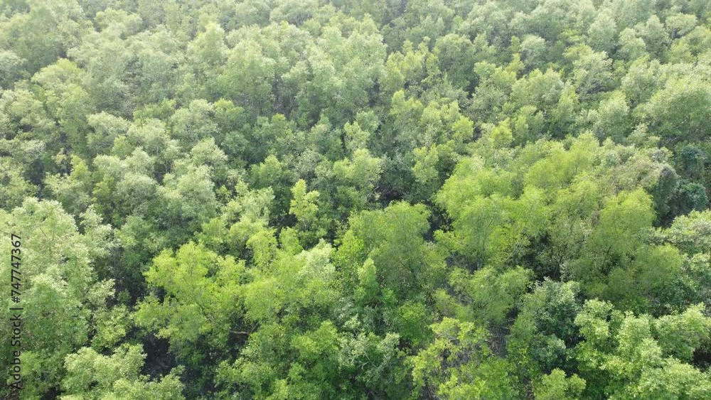 Ariel view shot of Sundarban, which is one of the biggest tiger reserve forest in Asia. Ariel view shot of Sundarban, which is one of the biggest tiger reserve forest in Asia.