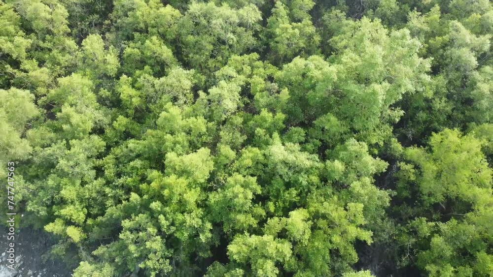 Ariel view shot of Sundarban, which is one of the biggest tiger reserve forest in Asia. Ariel view shot of Sundarban, which is one of the biggest tiger reserve forest in Asia.