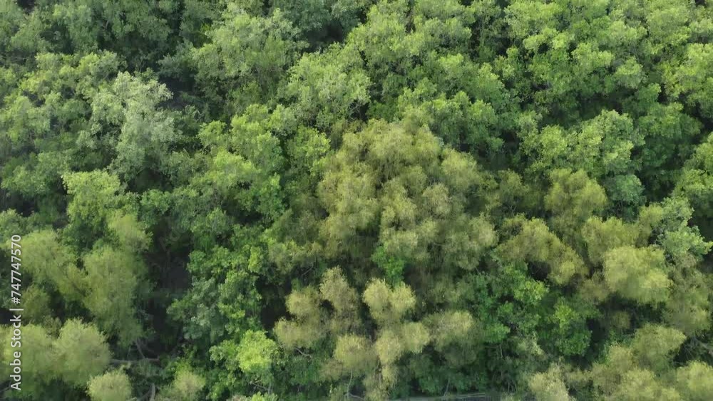 Ariel view shot of Sundarban, which is one of the biggest tiger reserve forest in Asia. Ariel view shot of Sundarban, which is one of the biggest tiger reserve forest in Asia.