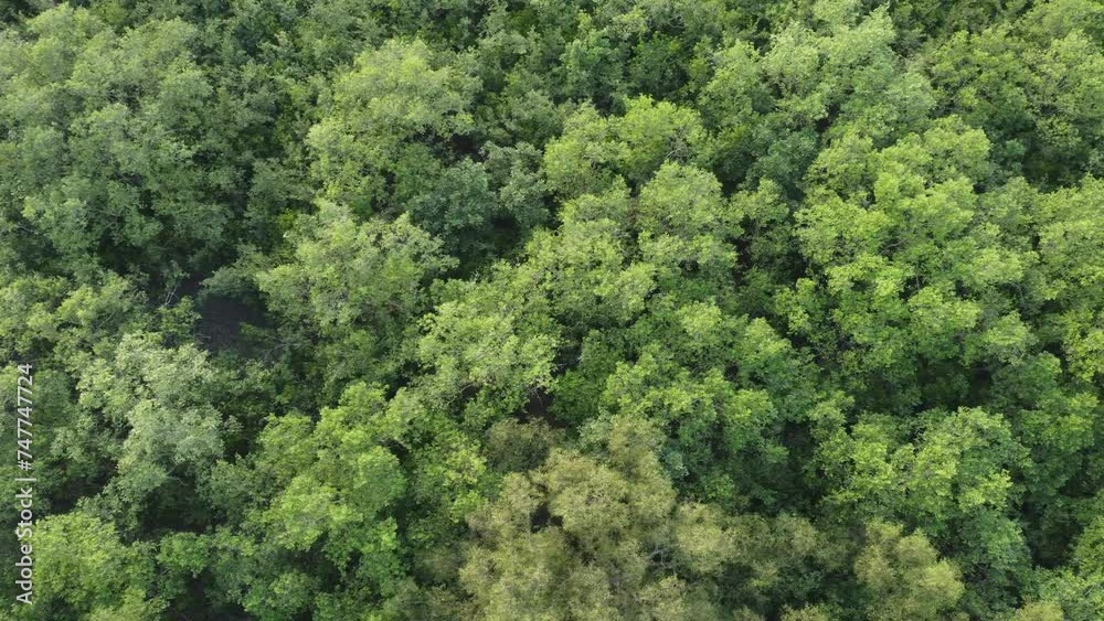 Ariel view shot of Sundarban, which is one of the biggest tiger reserve forest in Asia. Ariel view shot of Sundarban, which is one of the biggest tiger reserve forest in Asia.