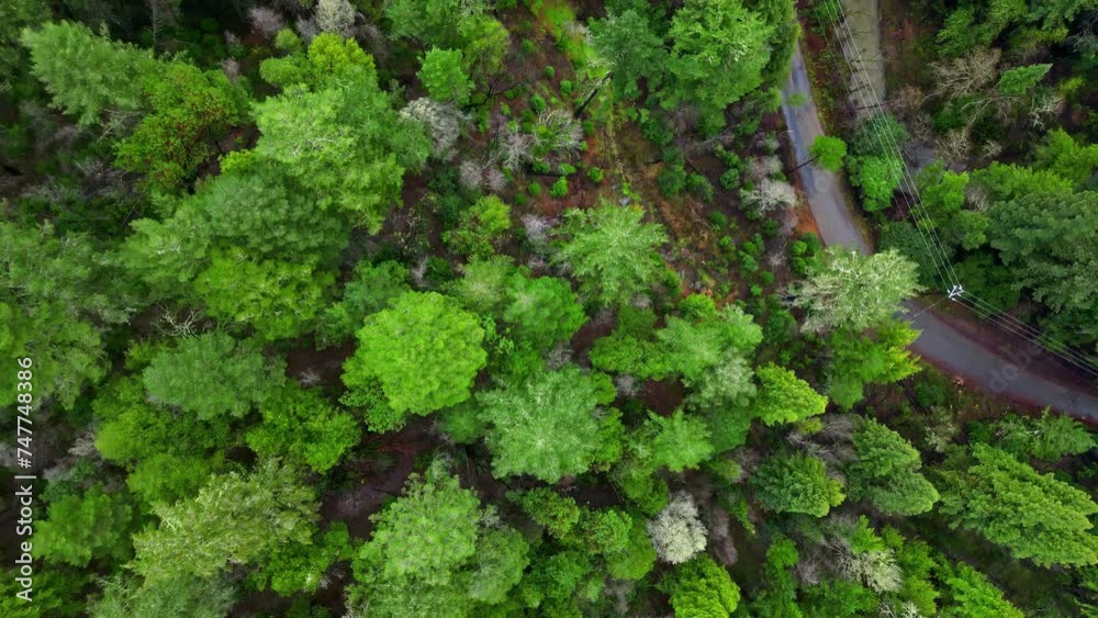Aerial view from above over the redwood trees of Muir Woods National Monument. Aerial view from above over the redwood trees of Muir Woods National Monument.
