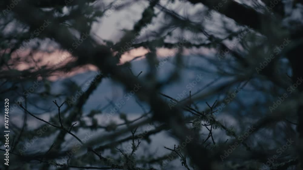 Distant blurry coastal land seen through tree branches. Winter at sunset. Beautiful composition Distant blurry coastal land seen through tree branches. Winter at sunset. Beautiful composition