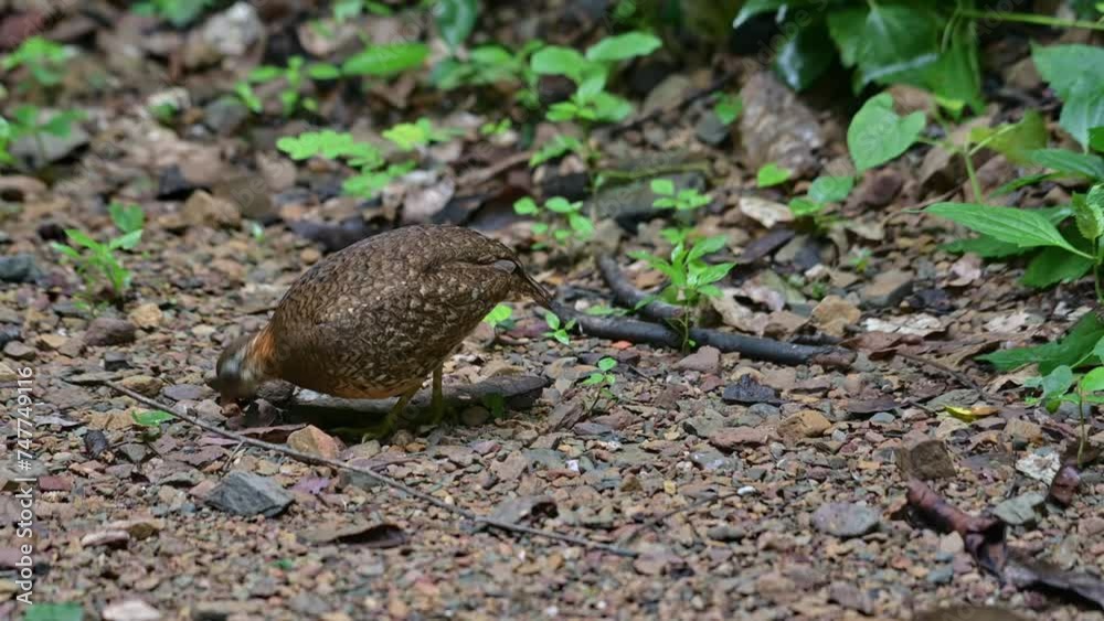 Moving to the left and and another seen in a blur, Scaly-breasted Partridge Tropicoperdix chloropus, Thailand Moving to the left and and another seen in a blur, Scaly-breasted Partridge Tropicoperdix chloropus, Thailand