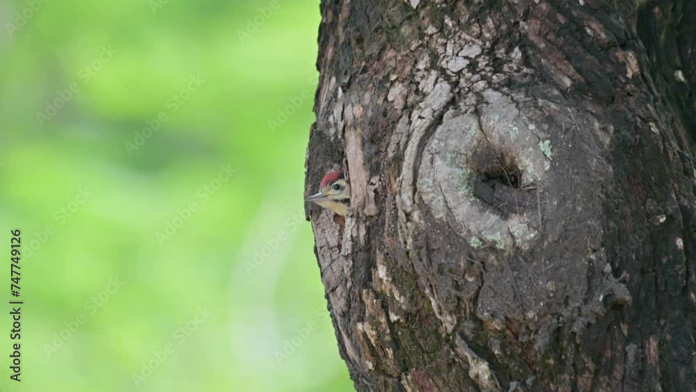 Suddenly goes out of its nest chirping waiting for its parents to come, Speckle-breasted Woodpecker Dendropicos poecilolaemus, Thailand Suddenly goes out of its nest chirping waiting for its parents to come, Speckle-breasted Woodpecker Dendropicos poecilolaemus, Thailand
