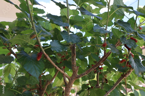 A mulberry tree in a garden