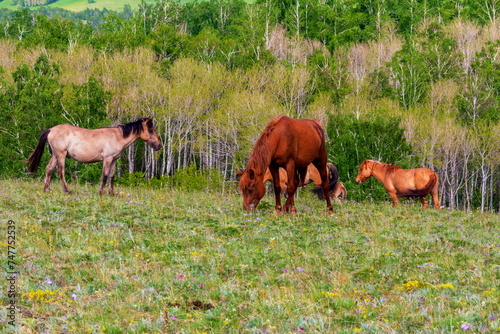 beautiful brown horses graze on a meadow in the mountains of the Southern Urals on a spring day
