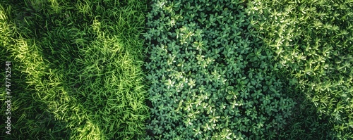 Ideal trimmed grass lawn on a sunny day. Single grass type. No trees or bushes. Top view. Close-up of about 3 square meters.