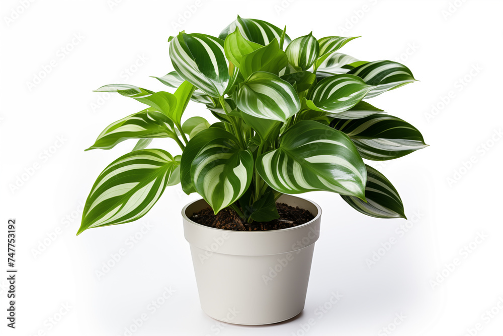 Tree pot isolated on white background. Tree pot isolated on white background.
