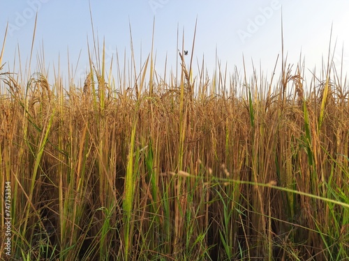 Rice or paddy plant.  Close-up of the rice ears. Paddy or Rice field in India.  Grain paddy field concept. close up of golden rice plant in harvesting time. 