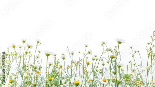 Chamomile or daisy flower field on white background. White flower field on white background. Spring background. Copy space. Generative A