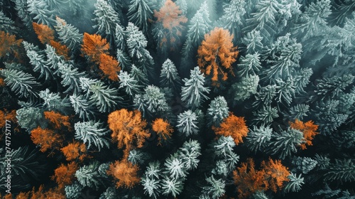 temperate deciduous forest, Autumn forest joint during winter and pine carpet oak beech maple tree willow mysterious colorful leaves trees nature snow seasons landscape Top view background