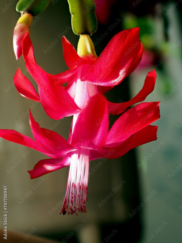 Blooming Christmas cactus in a pot on the windowsill, macro Blooming Christmas cactus in a pot on the windowsill, macro