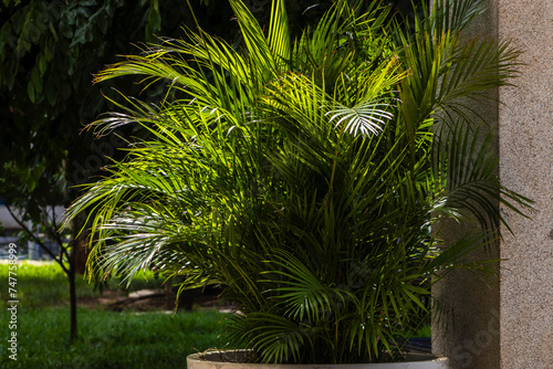 Selective focus of Areca palm leaves curve outward and then downward on greenish . yellowish stems on the garden in Brazil.