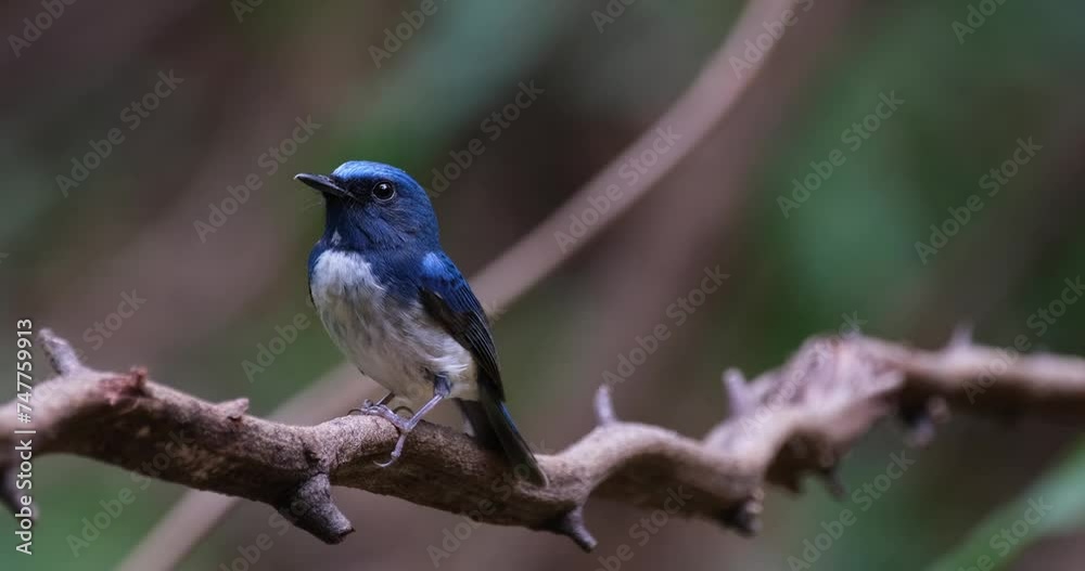 Camera zooms in while it looks towards the camera tilting its head, Hainan Blue Flycatcher Cyornis hainanus, Thailand Camera zooms in while it looks towards the camera tilting its head, Hainan Blue Flycatcher Cyornis hainanus, Thailand