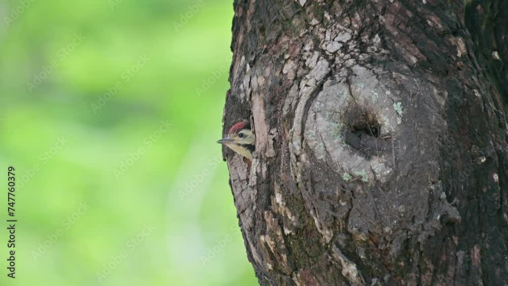 Head out of its nest chirping and chirping as its parent bird arrives with food and then feeds, Speckle-breasted Woodpecker Dendropicos poecilolaemus, Thailand Head out of its nest chirping and chirping as its parent bird arrives with food and then feeds, Speckle-breasted Woodpecker Dendropicos poecilolaemus, Thailand