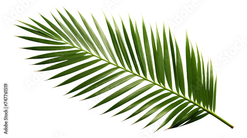 Tropical green palm leaf cut out