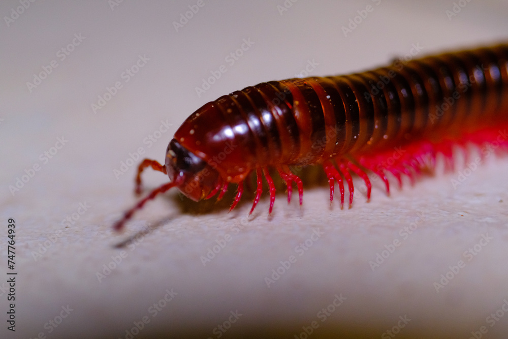 Animal Photography. Animal Closeup. Macro photo of a millipede crawling on a tiled floor. Millipede with a brown body and pink legs. Shot with a macro lens Animal Photography. Animal Closeup. Macro photo of a millipede crawling on a tiled floor. Millipede with a brown body and pink legs. Shot with a macro lens