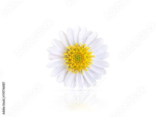 Beautiful white daisy with reflection PNG transparent © pornchai