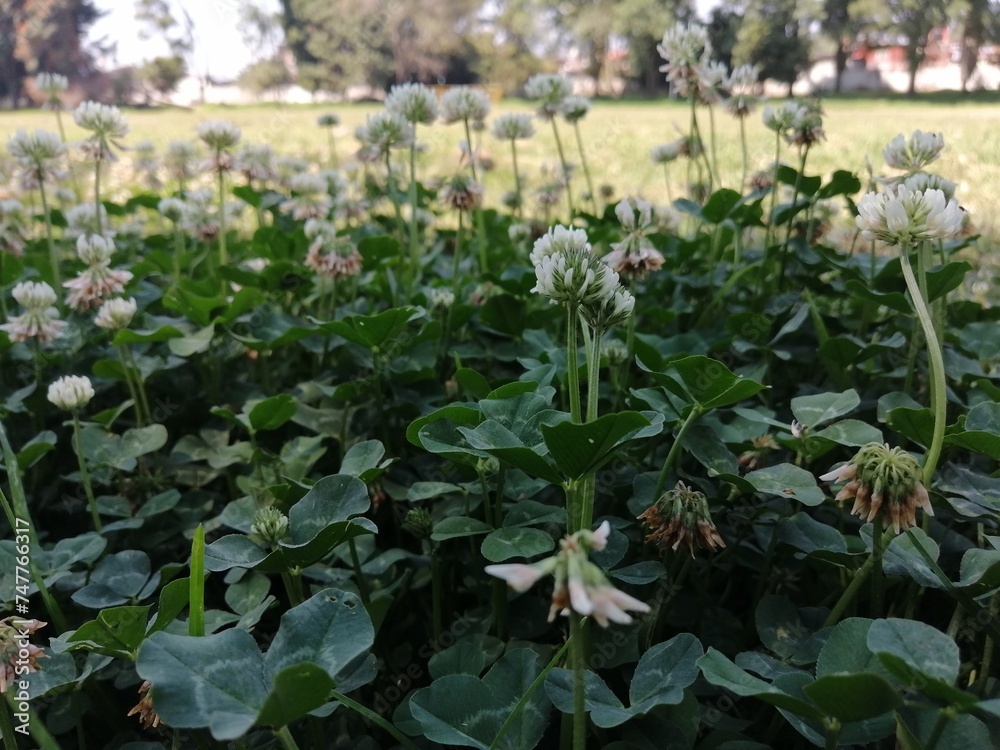 flowers in the garden