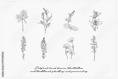 hand drawn botanical plant collection vector illustration