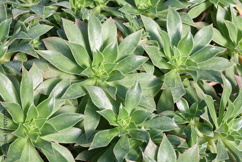 Aeonium decorum is a succulent plant of the family Crassulaceae photo