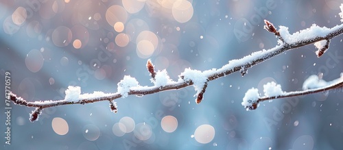 A tree branch is covered in a blanket of snow, showcasing the winter seasons beauty. The delicate snowflakes rest upon the branch, creating a serene and tranquil winter scene.