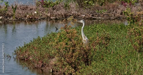 Facing to the left while its body is sticking out from thick plants, Grey Heron Ardea cinerea, Thailand photo