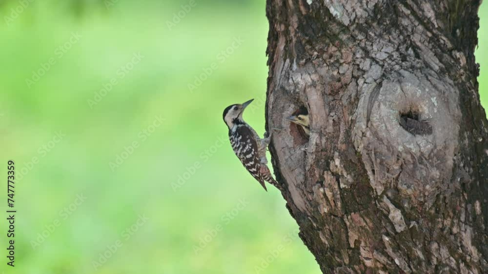 A mother bird arrives chirping and calling its baby and then delivers the food and leaves, Speckle-breasted Woodpecker Dendropicos poecilolaemus, Thailand A mother bird arrives chirping and calling its baby and then delivers the food and leaves, Speckle-breasted Woodpecker Dendropicos poecilolaemus, Thailand