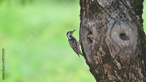 A mother bird arrives chirping and calling its baby and then delivers the food and leaves, Speckle-breasted Woodpecker Dendropicos poecilolaemus, Thailand photo