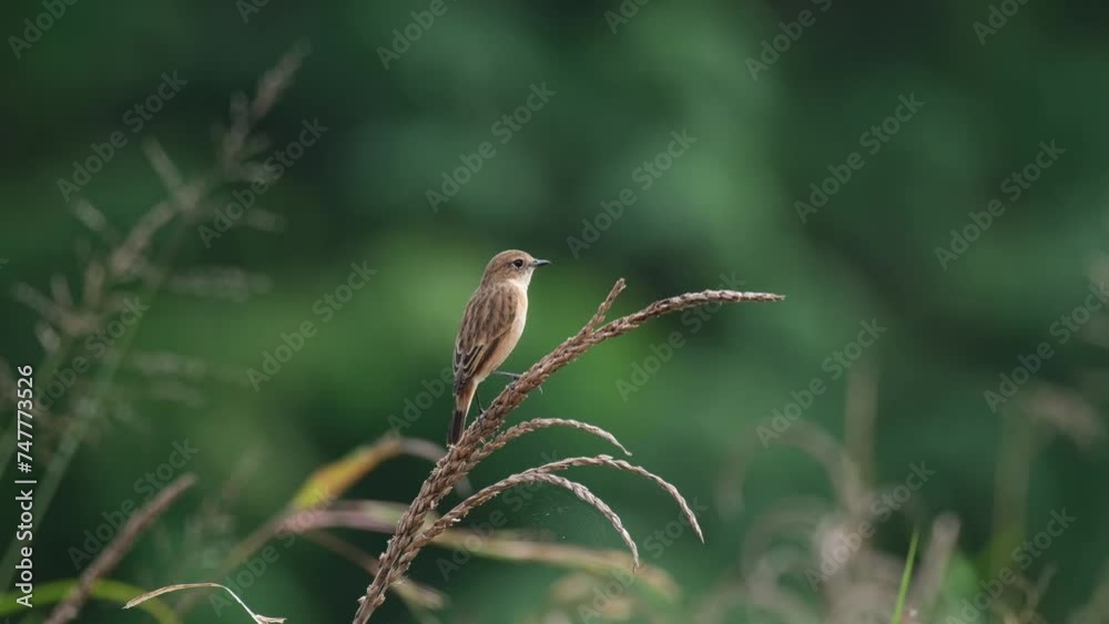 Seen from its back looking around during a windy morning, Amur Stonechat or Stejneger's Stonechat Saxicola stejnegeri, Thailand Seen from its back looking around during a windy morning, Amur Stonechat or Stejneger's Stonechat Saxicola stejnegeri, Thailand