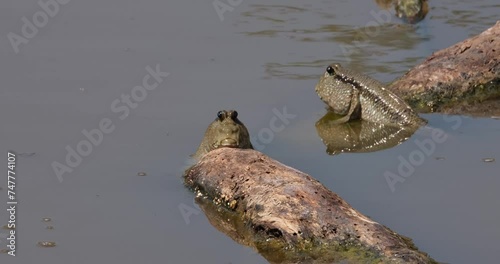Two individuals seen resting on floating wood and then one on the left winks its left eye, Gold-spotted Mudskipper Periophthalmus chrysospilos, Thailand photo