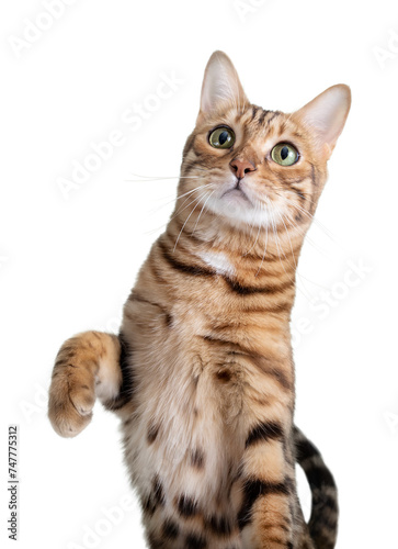 Bengal cat with a raised paw on a transparent background. photo