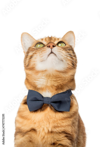Cute elegant red cat in a bow tie