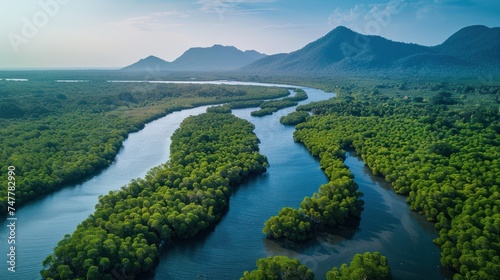 Tropical mangrove forest is still intact, Conservation and restoration of mangrove forests.