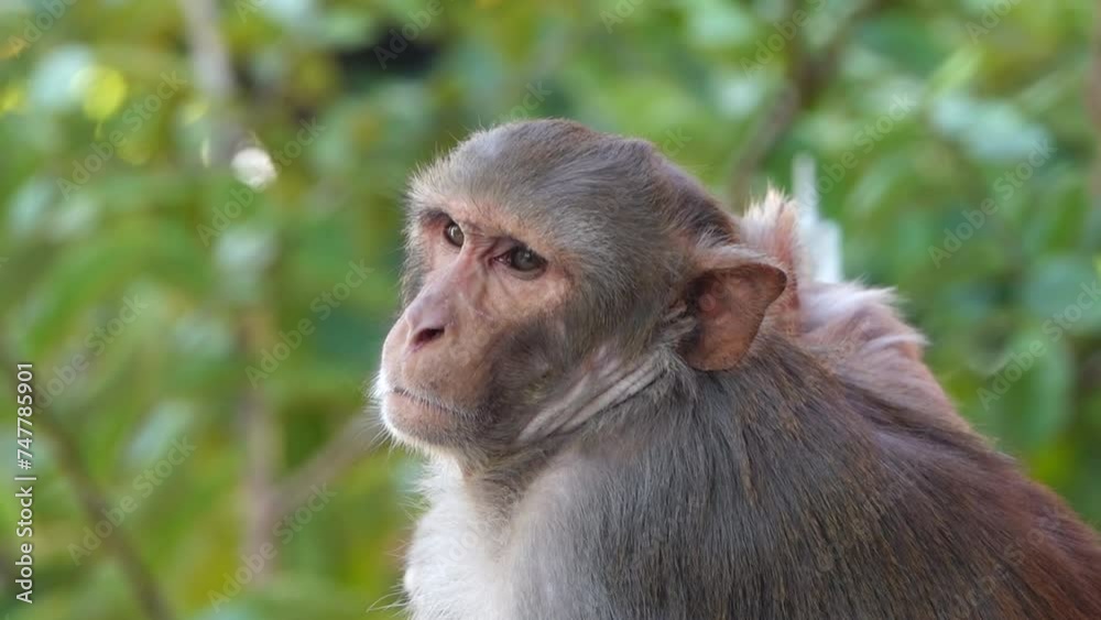 Monkey is Sleeping and suddenly wake up looking with sleepy eyes and again continue the sleep Monkey is Sleeping and suddenly wake up looking with sleepy eyes and again continue the sleep