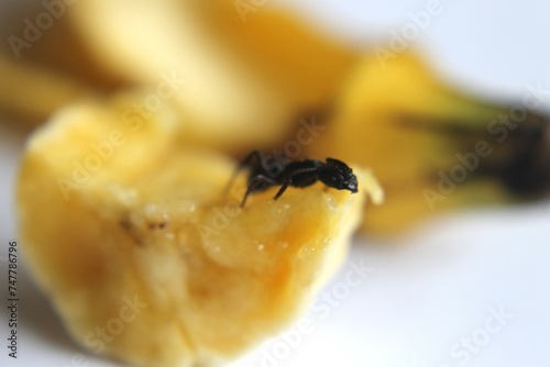 Black Carpenter Ant. Ants face photo macro Close-up. Big camponotus cruentatus ant posing on banana. Ant queen portrait. 