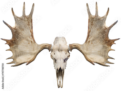 Obraz na płótnie Moose horns and Moose Skull isolated on white background, Moose horns isolated on white background PNG File