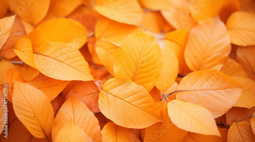 Background group autumn orange leaves. Outdoor.