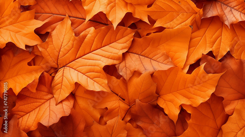 Background group autumn orange leaves. Outdoor.