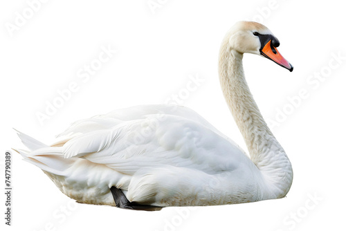 Elegance in Flight on Transparent Background.