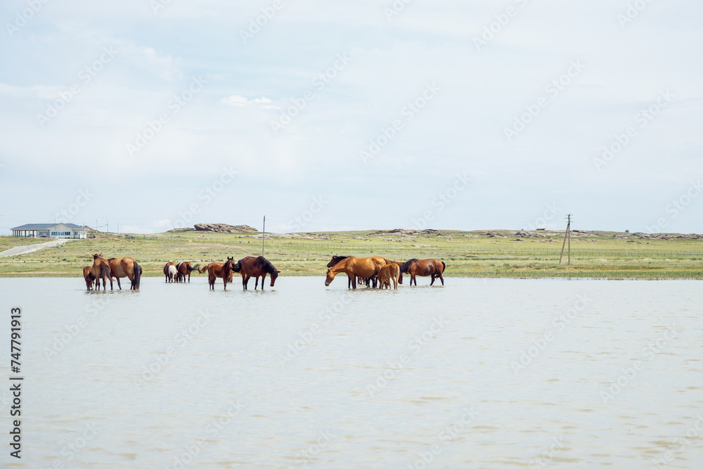 free grazing brown horses in ranch. herd of horses in pond drink water and cool off on hot summer day. free grazing brown horses in ranch. herd of horses in pond drink water and cool off on hot summer day.
