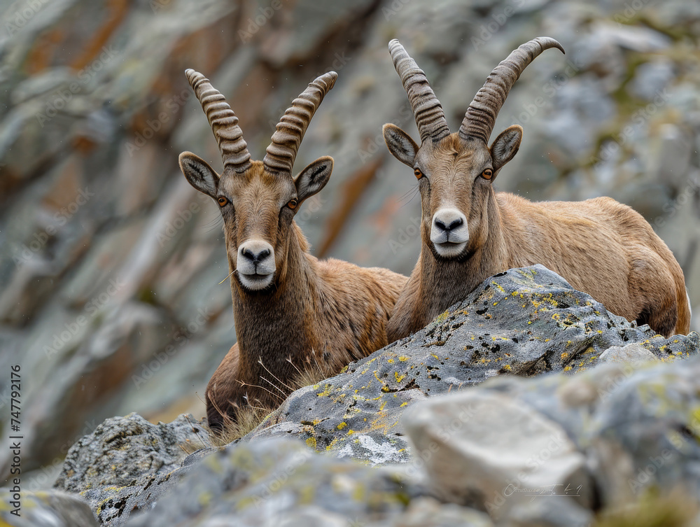 Two brown ibex standing proudly in rocky terrain. Two brown ibex standing proudly in rocky terrain.