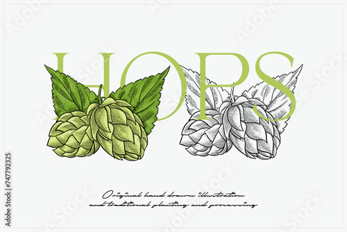 hand drawn hops illustration
