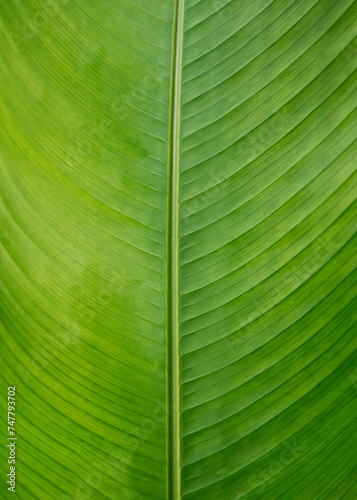 green leaf texture