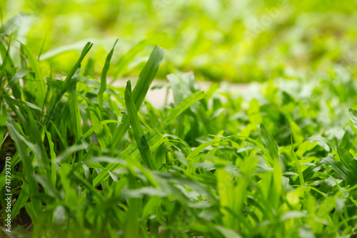 green grass background