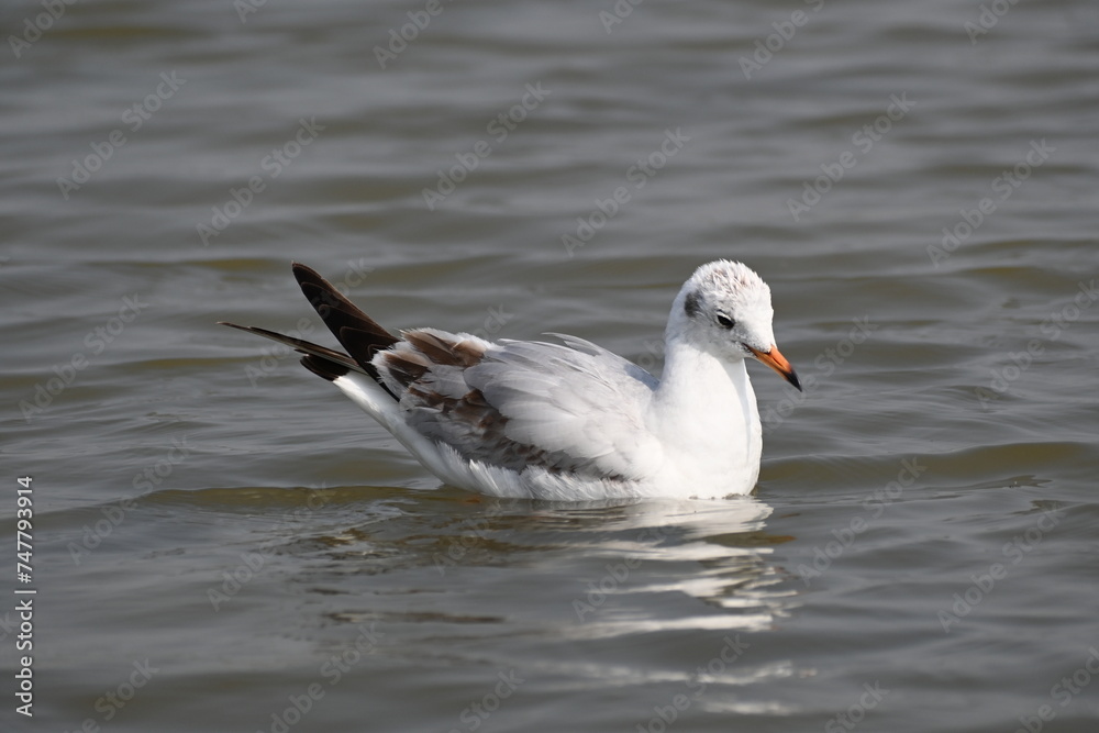 seagull on the water floating effortlessly 